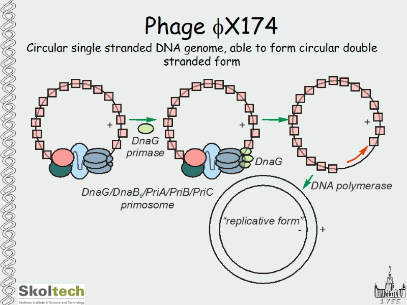 Phage fX174 Circular single stranded DNA genome, able to form circular double stranded form